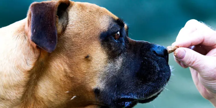 Entrenador de perros part time trabajo que paga bien