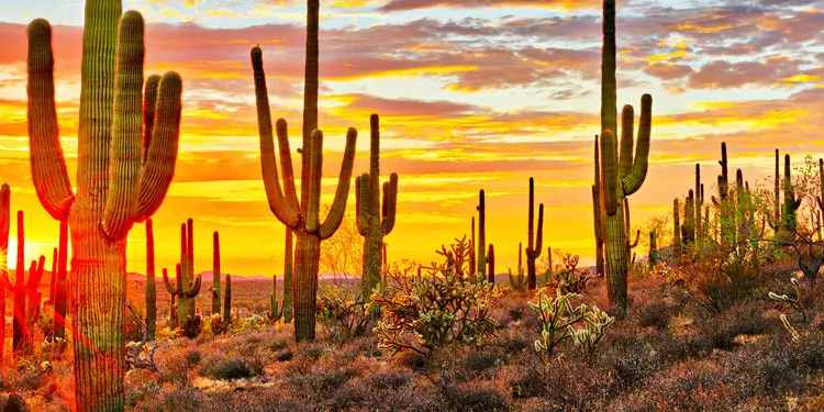 vivir en mesa arizona