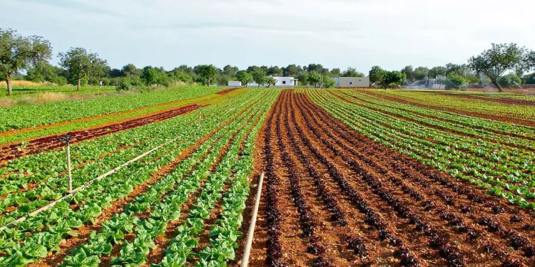 Costo de vida en Salinas California