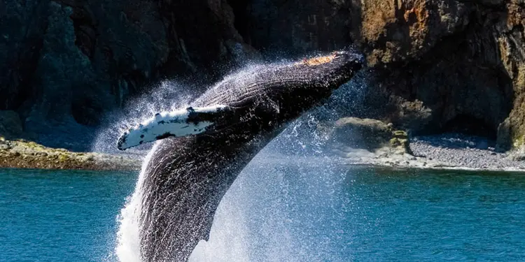 Entretenimiento y cosas que hacer en Alaska