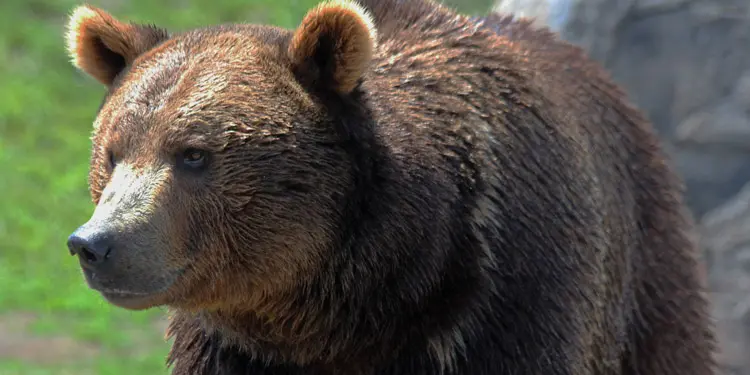 Grizzly and Wolf Discovery Center montana