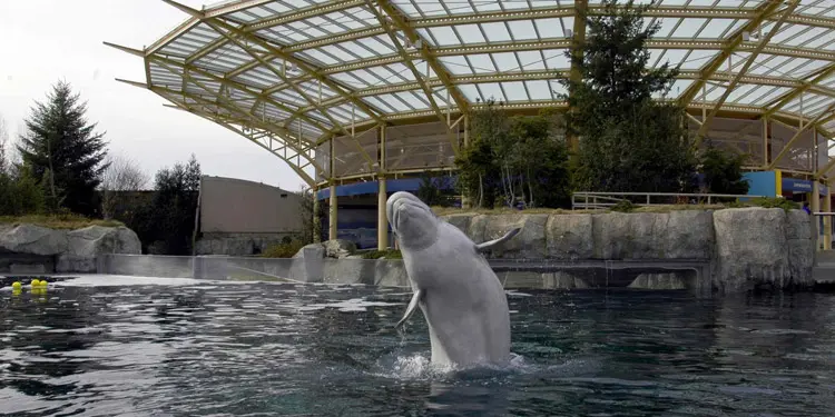 Mystic Aquarium and Mystic Seaport Museum que hacer en Connecticut