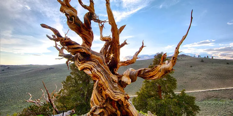 arboles Bristlecone Pines vivir en Nevada