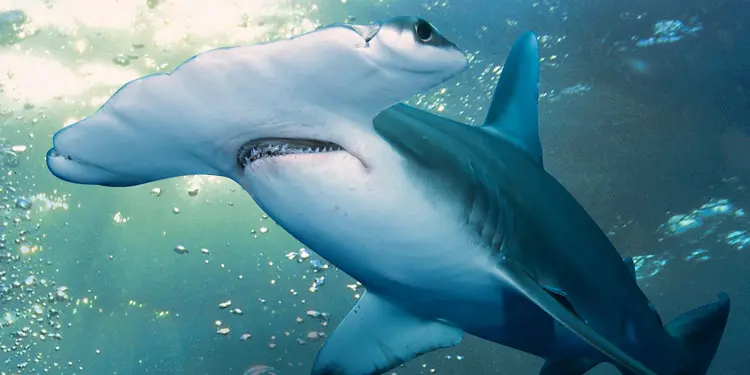 vivir en New Jersey Adventure Aquarium