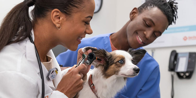 PetSmart trabajos en USA